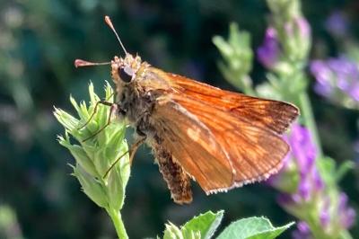 <i>Ochlodes sylvanus</i>