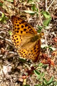<i>Issoria lathonia</i>