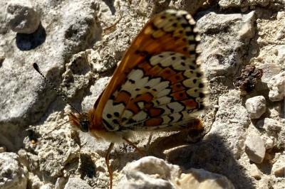 <i>Melitaea cinxia</i>