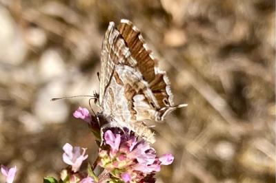 <i>Cacyreus marshalli</i>