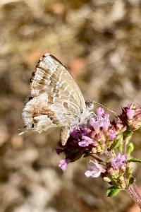 <i>Cacyreus marshalli</i>