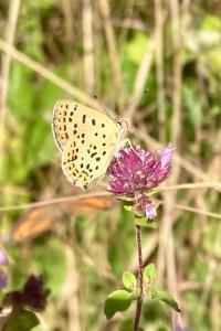 <i>Lycaena tityrus</i>