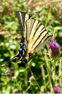 <i>Iphiclides podalirius</i>