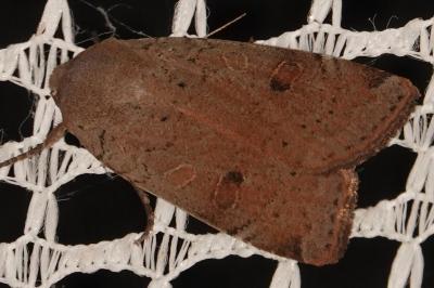 <i>Noctua comes</i>