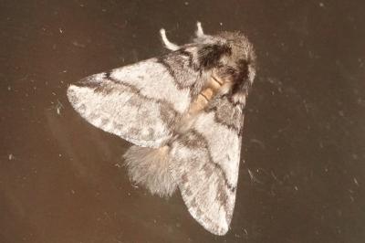<i>Thaumetopoea processionea</i>