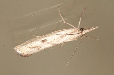 <i>Agriphila inquinatella</i>