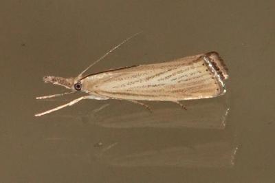 <i>Agriphila straminella</i>
