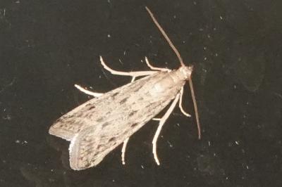 <i>Phycitodes</i>