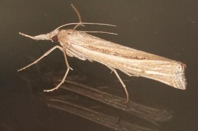 <i>Ancylolomia tentaculella</i>