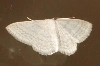 <i>Idaea subsericeata</i>