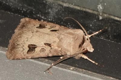 <i>Agrotis exclamationis</i>