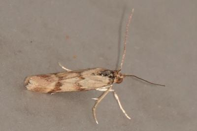 <i>Homoeosoma sinuella</i>