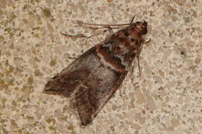 <i>Acrobasis advenella</i>