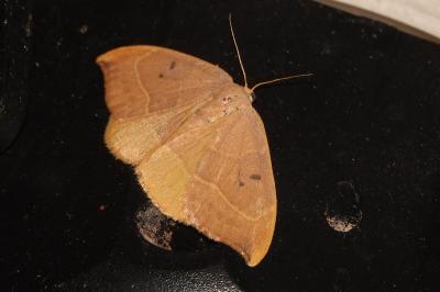 <i>Watsonalla binaria</i>