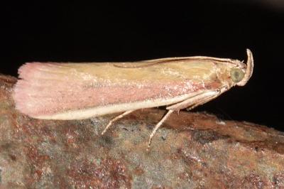 <i>Oncocera semirubella</i>
