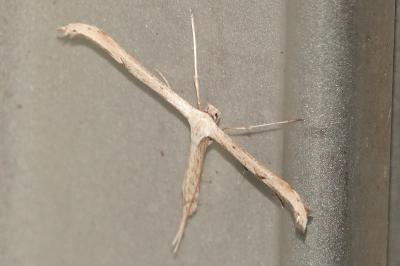 <i>Emmelina monodactyla</i>