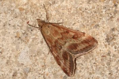 <i>Pyrausta despicata</i>