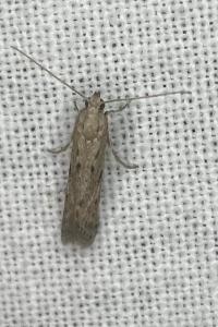 <i>Phycitodes</i>