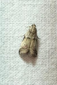 <i>Acrobasis consociella</i>
