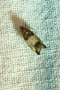 <i>Spilonota ocellana</i>