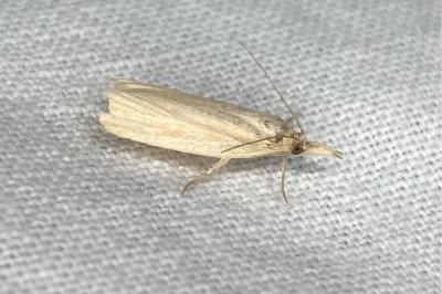 <i>Calamotropha paludella</i>