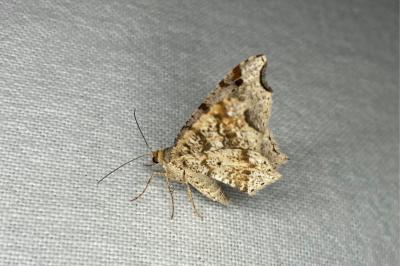 <i>Macaria alternata</i>