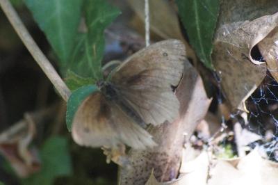 <i>Maniola jurtina</i>