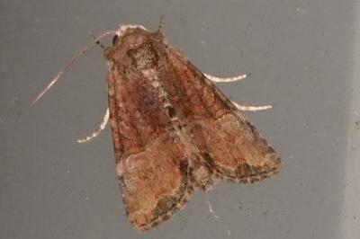<i>Mesoligia furuncula</i>