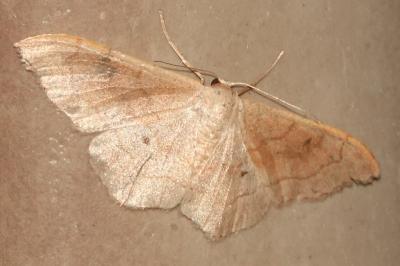 <i>Idaea rubraria</i>