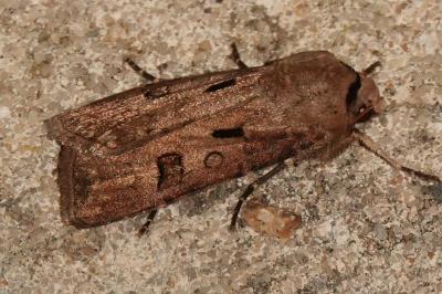<i>Agrotis exclamationis</i>