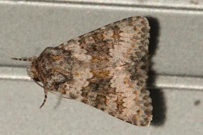 <i>Hecatera dysodea</i>