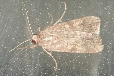<i>Spodoptera exigua</i>