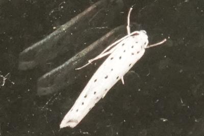 <i>Yponomeuta</i>