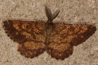 <i>Ematurga atomaria</i>