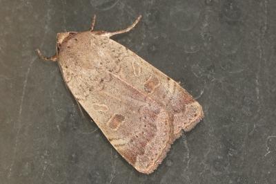 <i>Noctua comes</i>