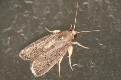 <i>Proxenus hospes</i>