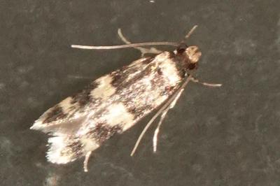 <i>Oegoconia</i>