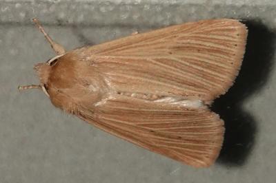 <i>Mythimna pallens</i>