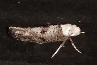 <i>Paraswammerdamia albicapitella</i>
