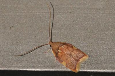 <i>Carcina quercana</i>