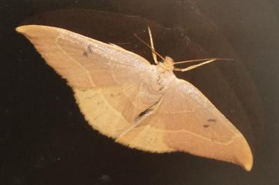 <i>Watsonalla binaria</i>