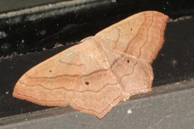Scopula imitaria