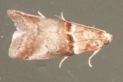 <i>Acrobasis tumidana</i>