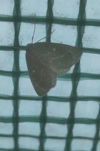 <i>Thetidia smaragdaria</i>