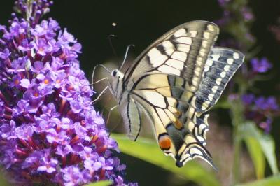 <i>Papilio machaon</i>