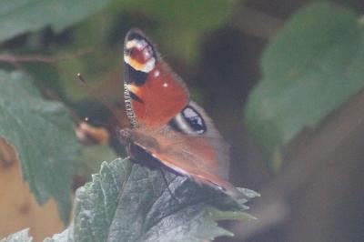 <i>Aglais io</i>