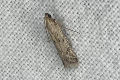 <i>Phycitodes</i>