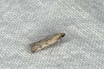 <i>Phycitodes</i>