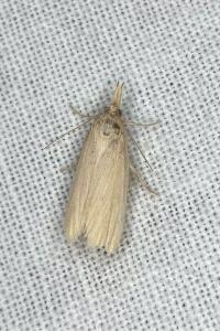 <i>Calamotropha paludella</i>