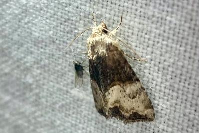 <i>Mesoligia furuncula</i>